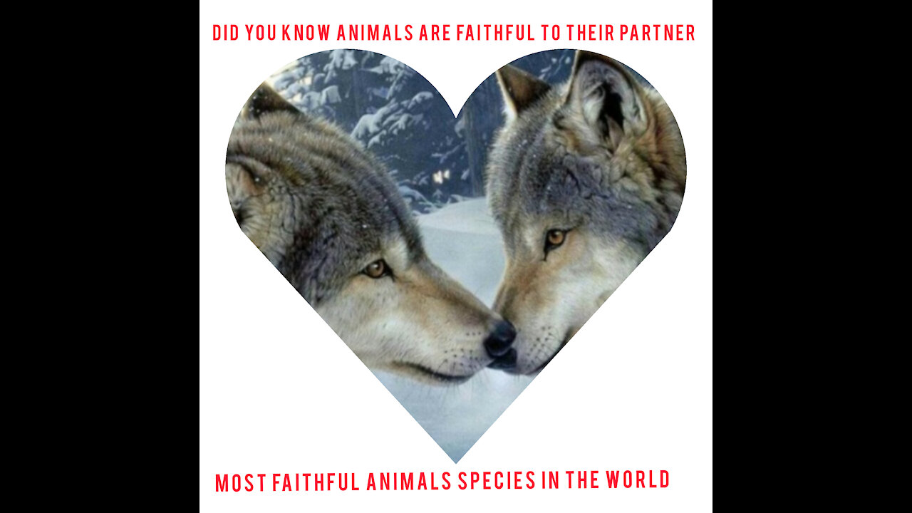 The most faithful,romantic funny animal,species in the world