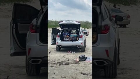 Seagulls Stealing Cheetoes From Trunk In A Car