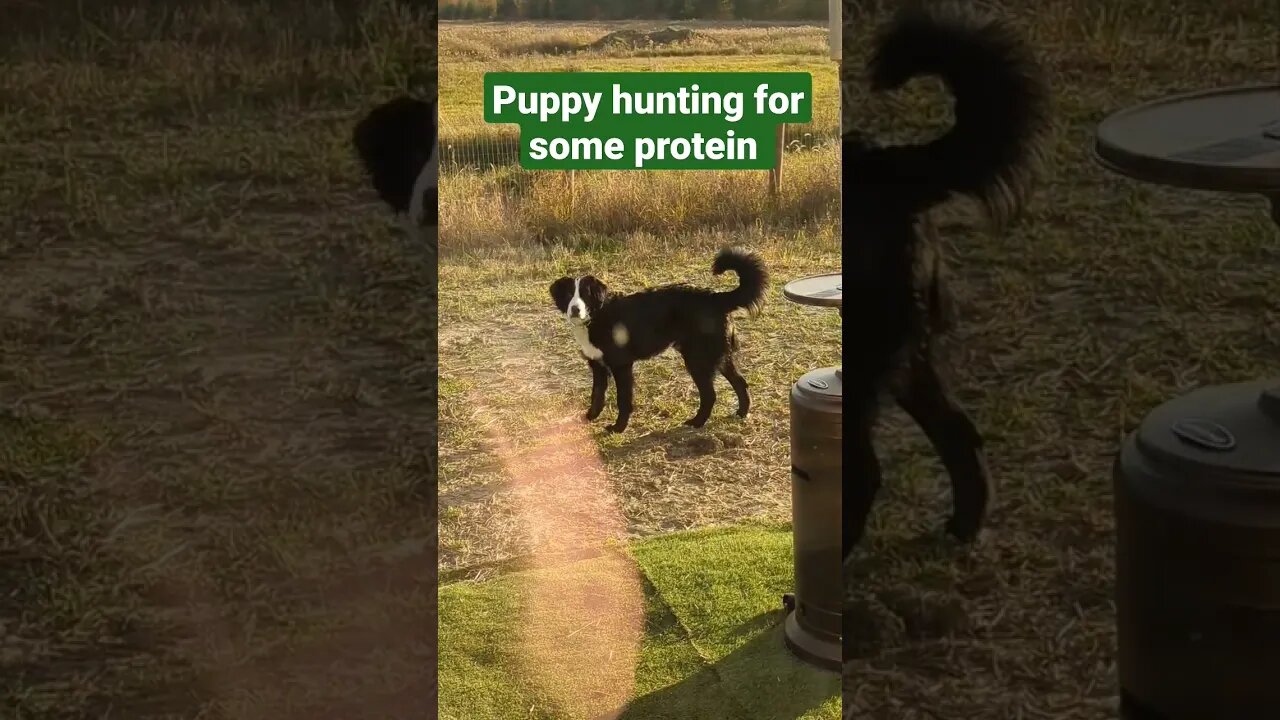 A hungry puppy searching for grasshoppers #bernedoodle #sillypuppy #grasshoppers