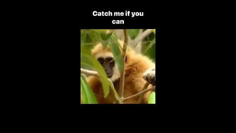 Catch me if you can