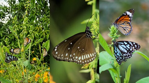 Bunch of Butterfly's plain tiger, blue tiger and common crow butterfly