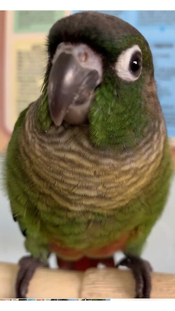 Parrot Love Watching