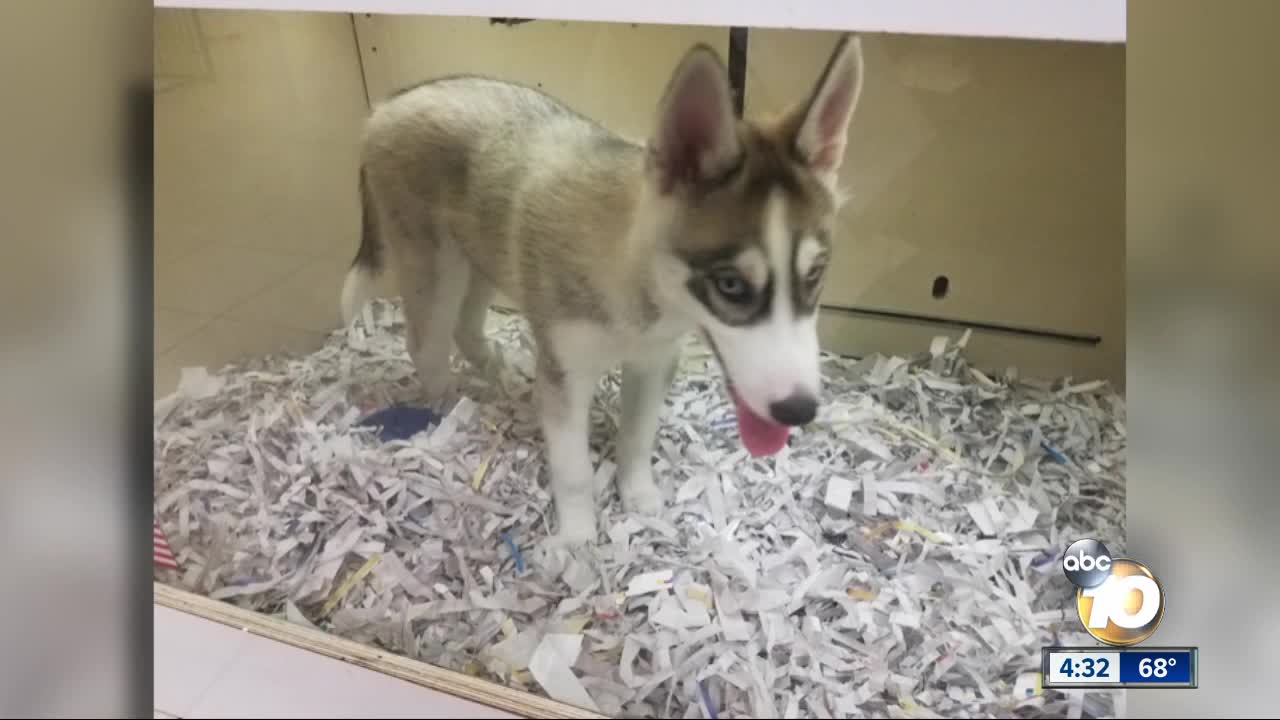 More than 100 citations given to local pet shops