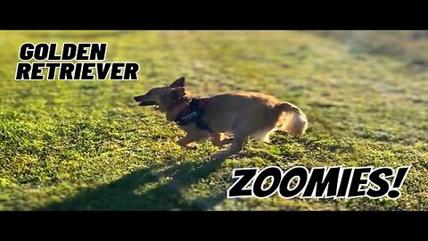 Our Golden Retriever and his ZOOMIES are Epic!