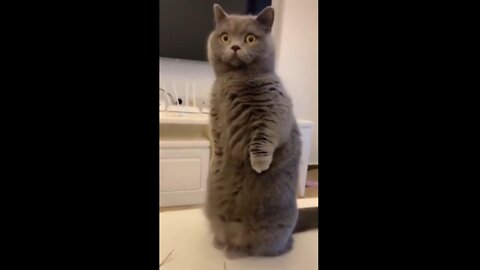 Best Funny Animal Videos of the year, relax with cute animals