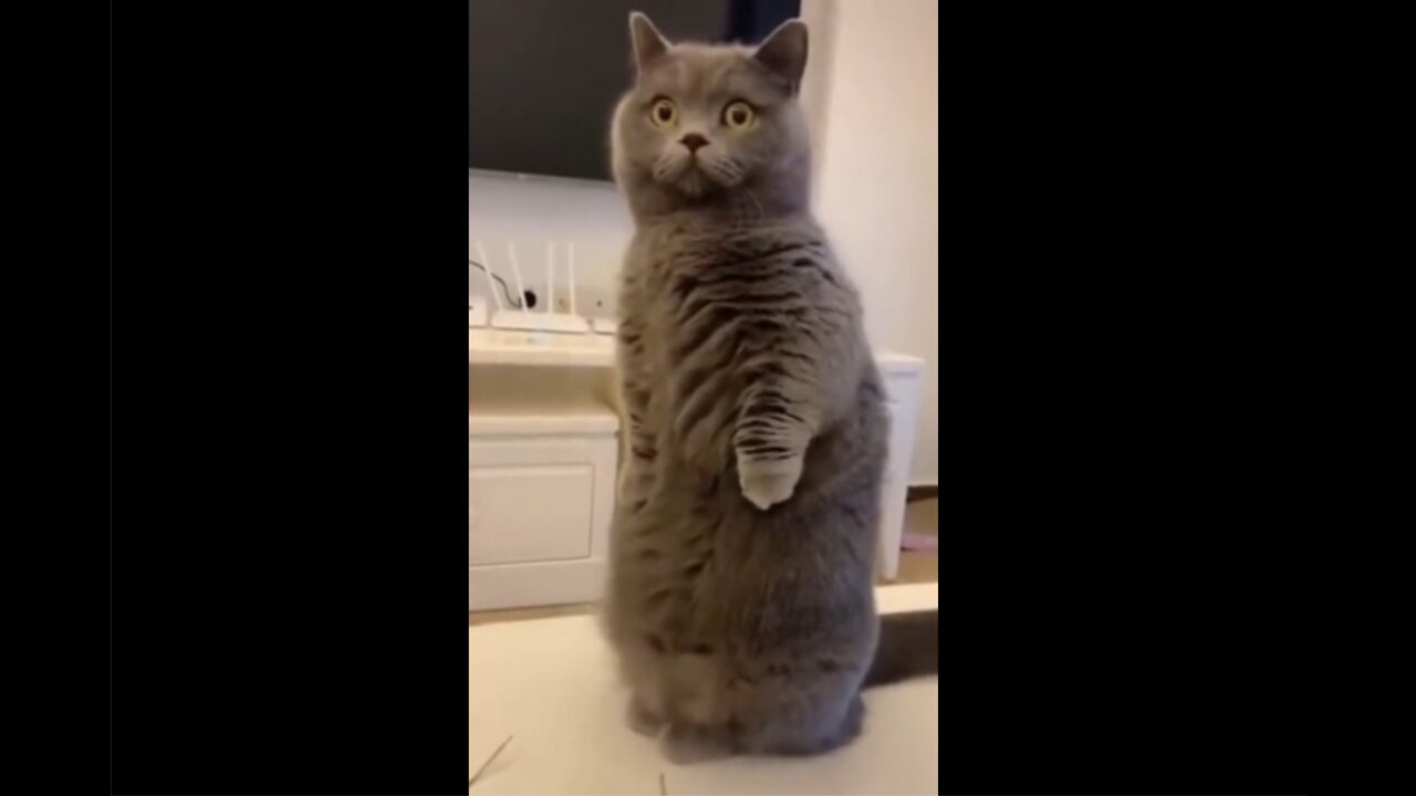 Best Funny Animal Videos of the year, relax with cute animals