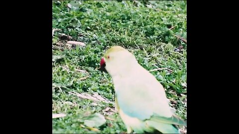 parakeet in rome