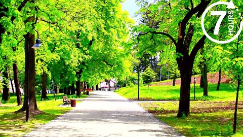 City Park Ambience | Sounds of lively parks in the city