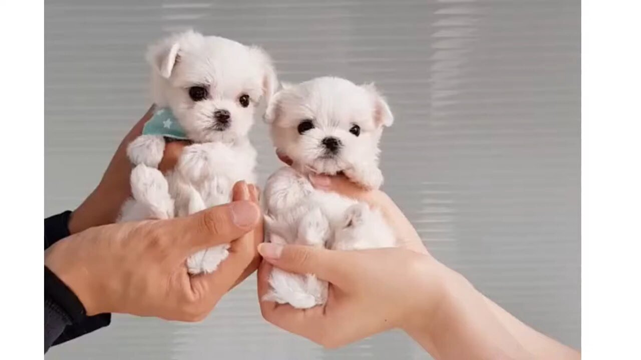 cute and funny dog video