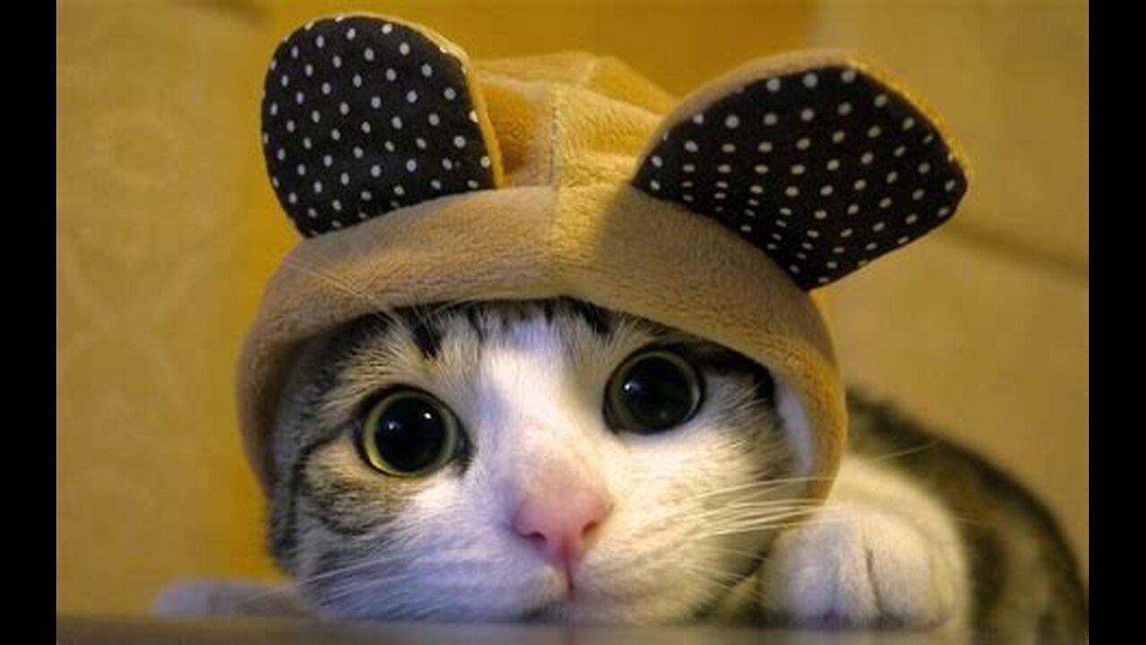 Cute cats doing fun