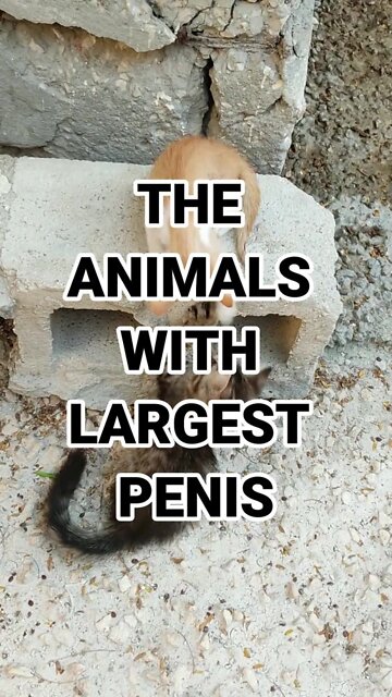 The Animals with Largest Penis