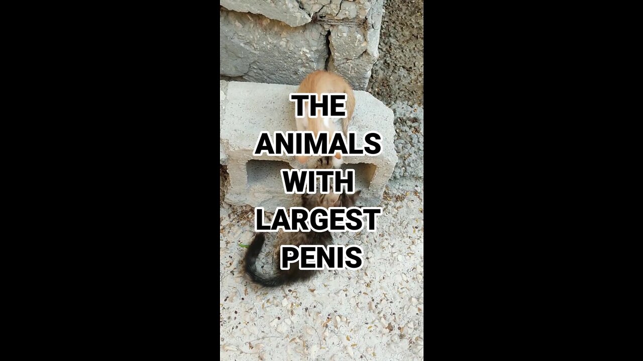 The Animals with Largest Penis