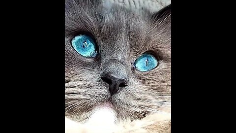 BLUE EYES