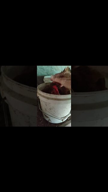 Forest and her friend are sitting on eggs in Buckets