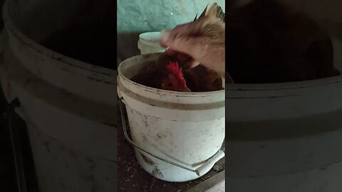 Forest and her friend are sitting on eggs in Buckets