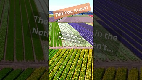 Netherlands's tulip feilds #motivation #tipsfortravelers #traveladvice