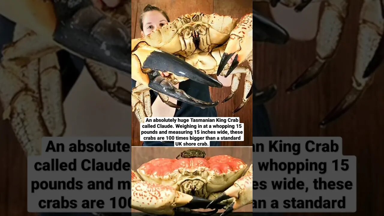 An absolutely huge Tasmanian King Crab called Claude.