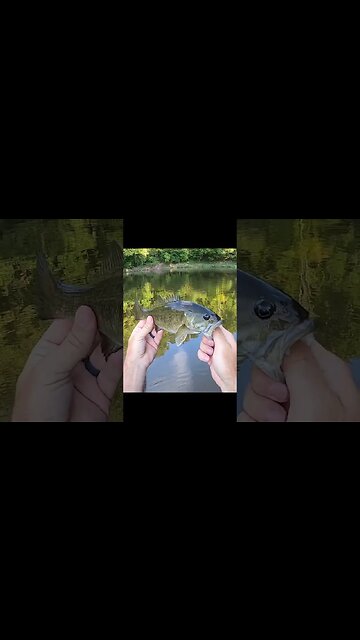 Ohio creek has ALL THE BASS!!