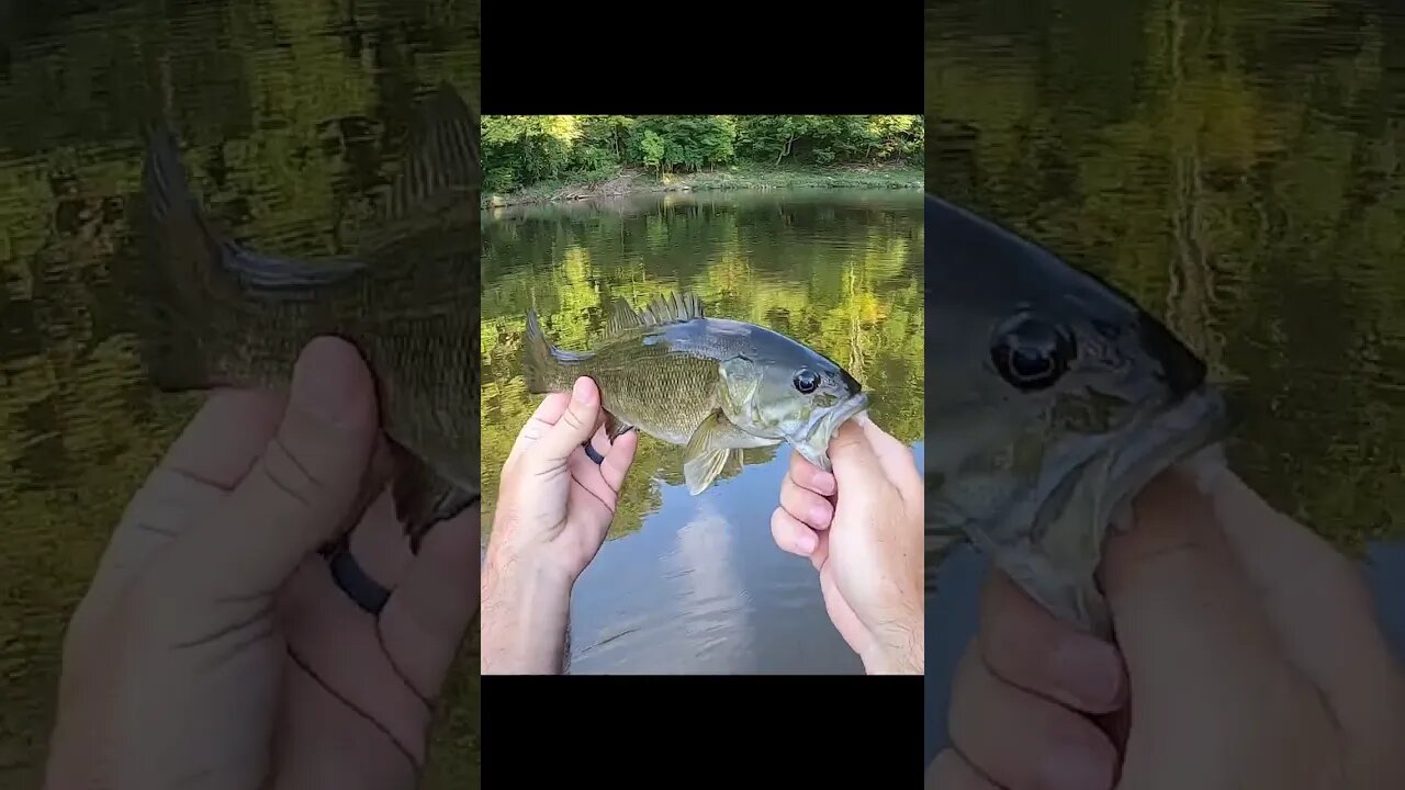 Ohio creek has ALL THE BASS!!