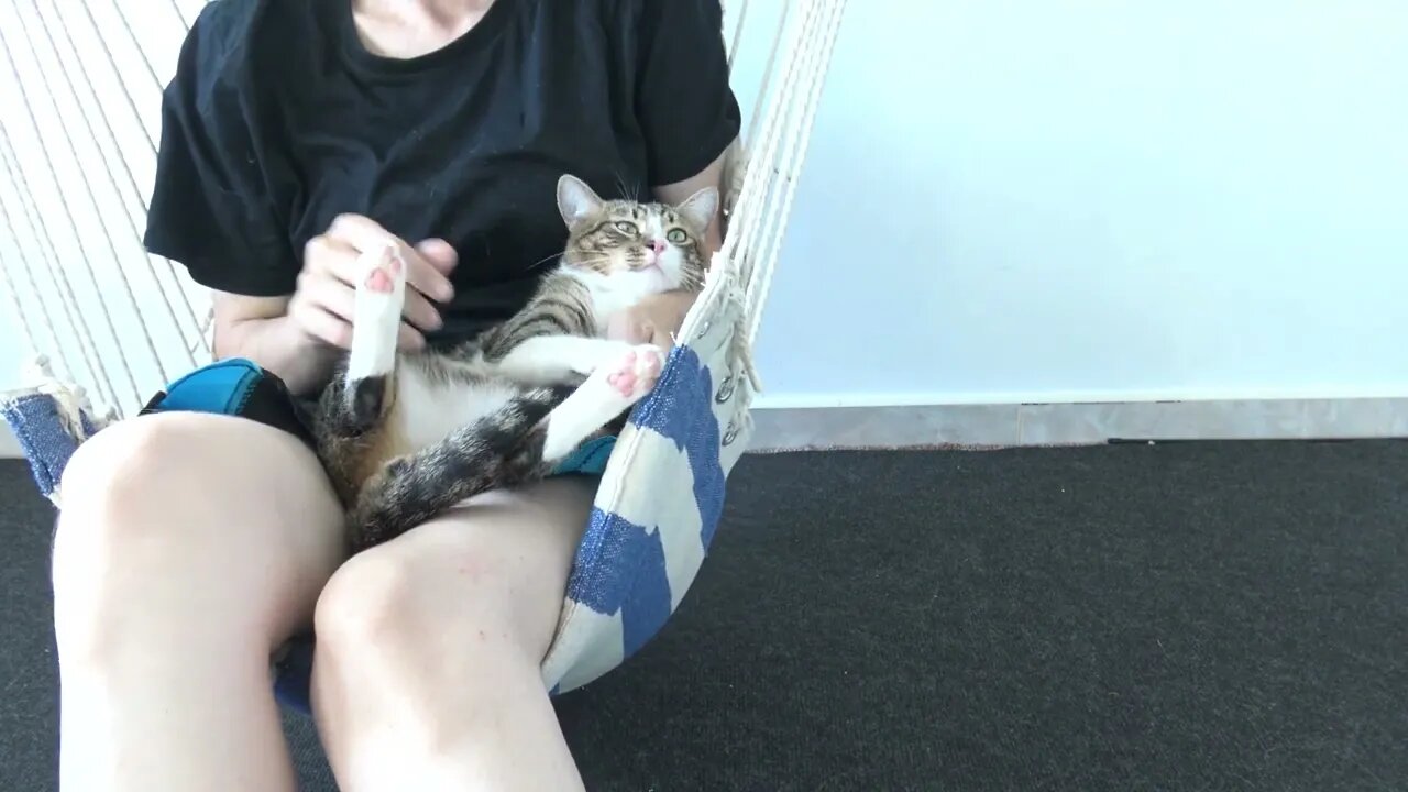 Cute Cat Sits in My Arms