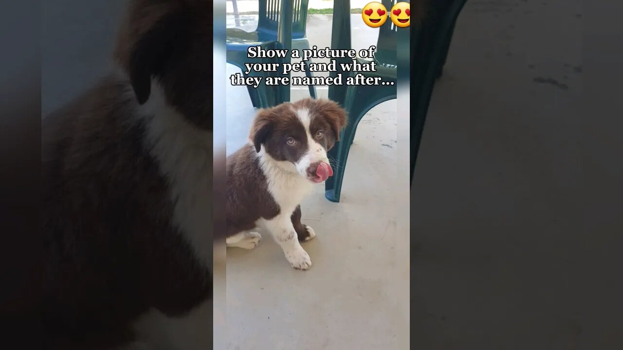 BEAR !! 😍❤ #farmlife #dog #3smellykids #athome #kidsvideos #bordercollie #farm #shorts #puppies