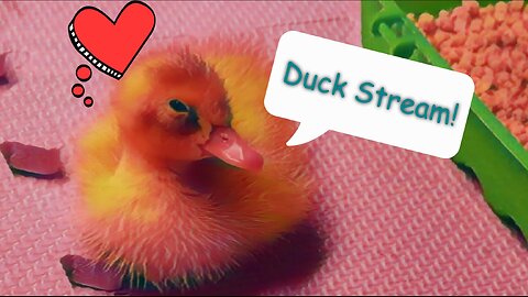 Duck Stream 11: Duck Weather Returns