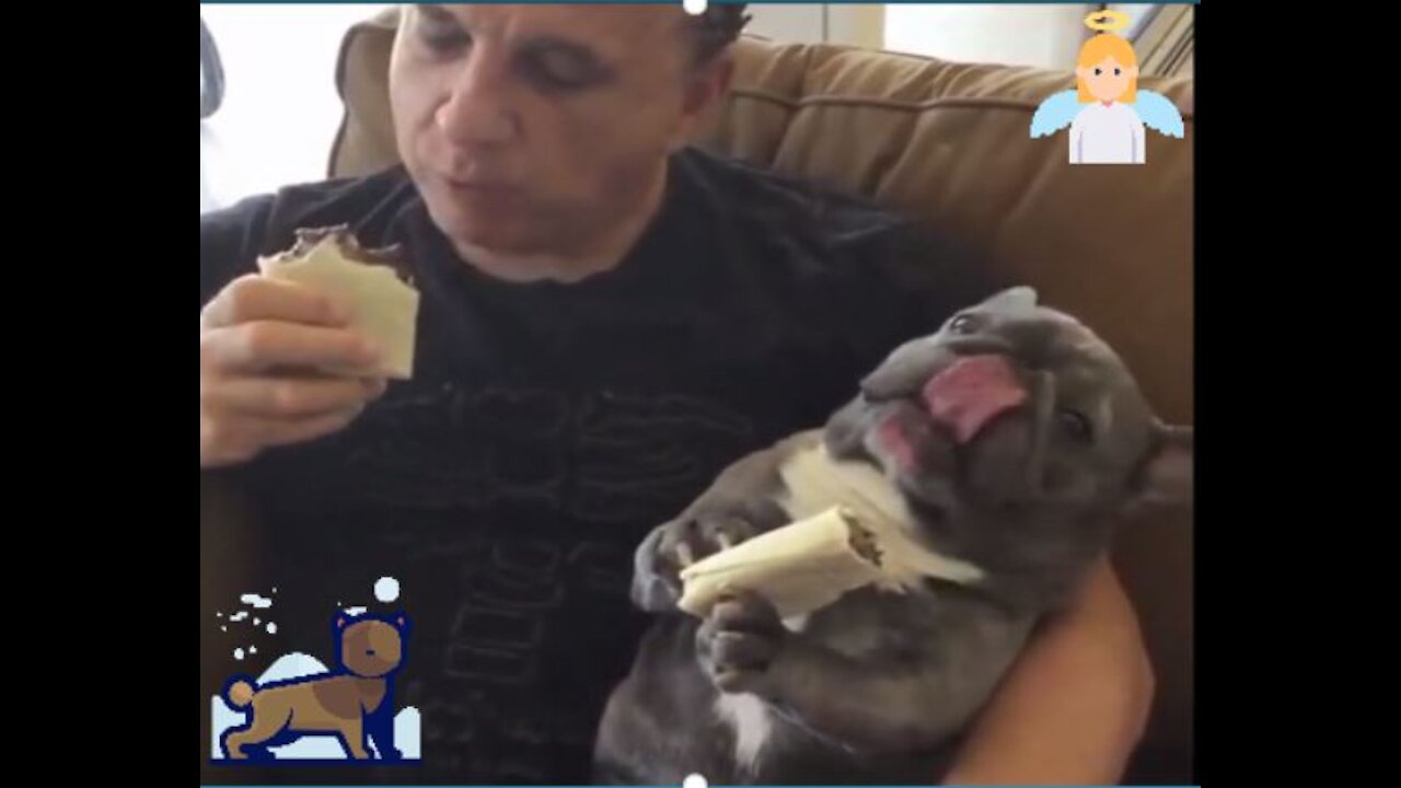 DOG EATING BURRITO LIKE HUMAN