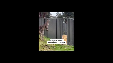 Kangaroo fight