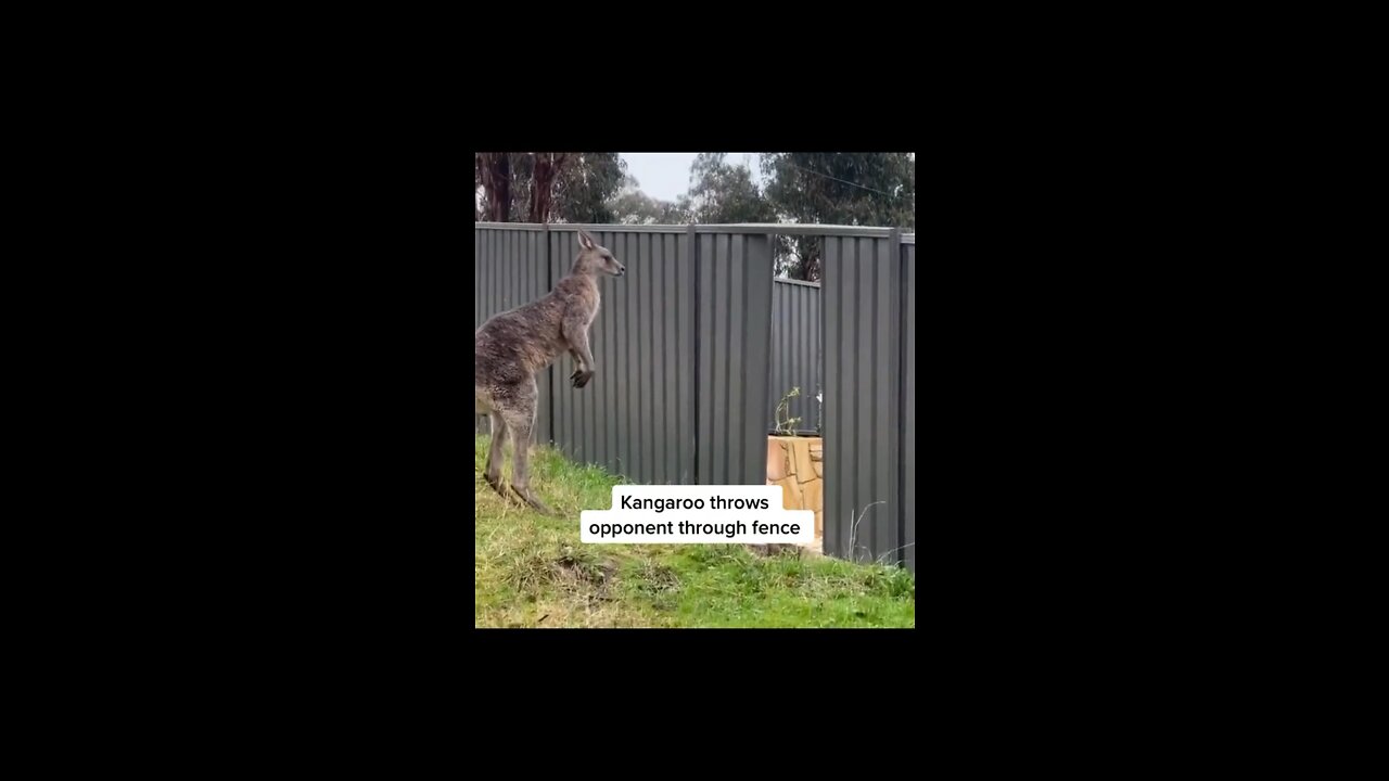 Kangaroo fight