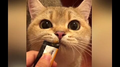 Best Of The 🐕Funny Animal Videos🐈