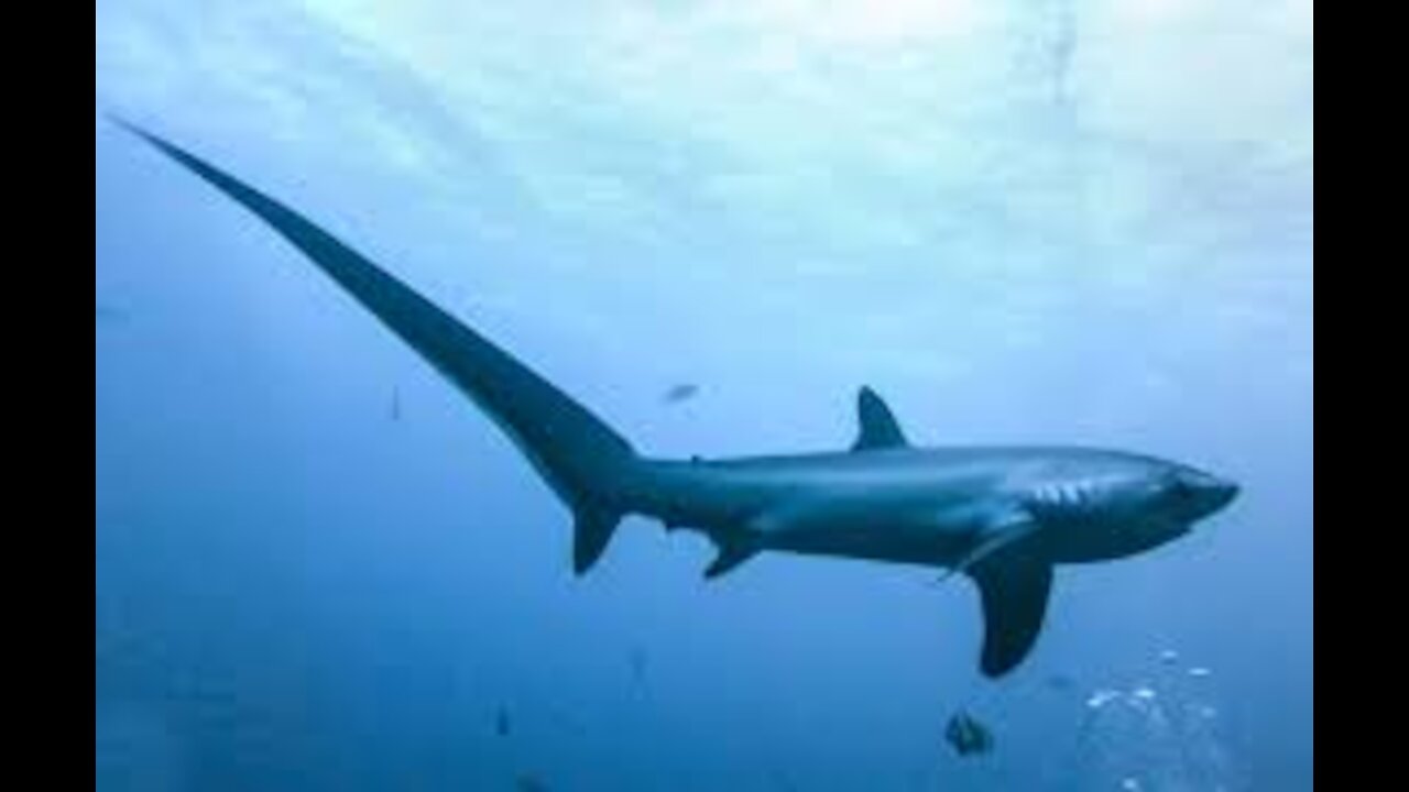 Unseen Video,Thresher shark Hunting the Prey | Rare Footage |