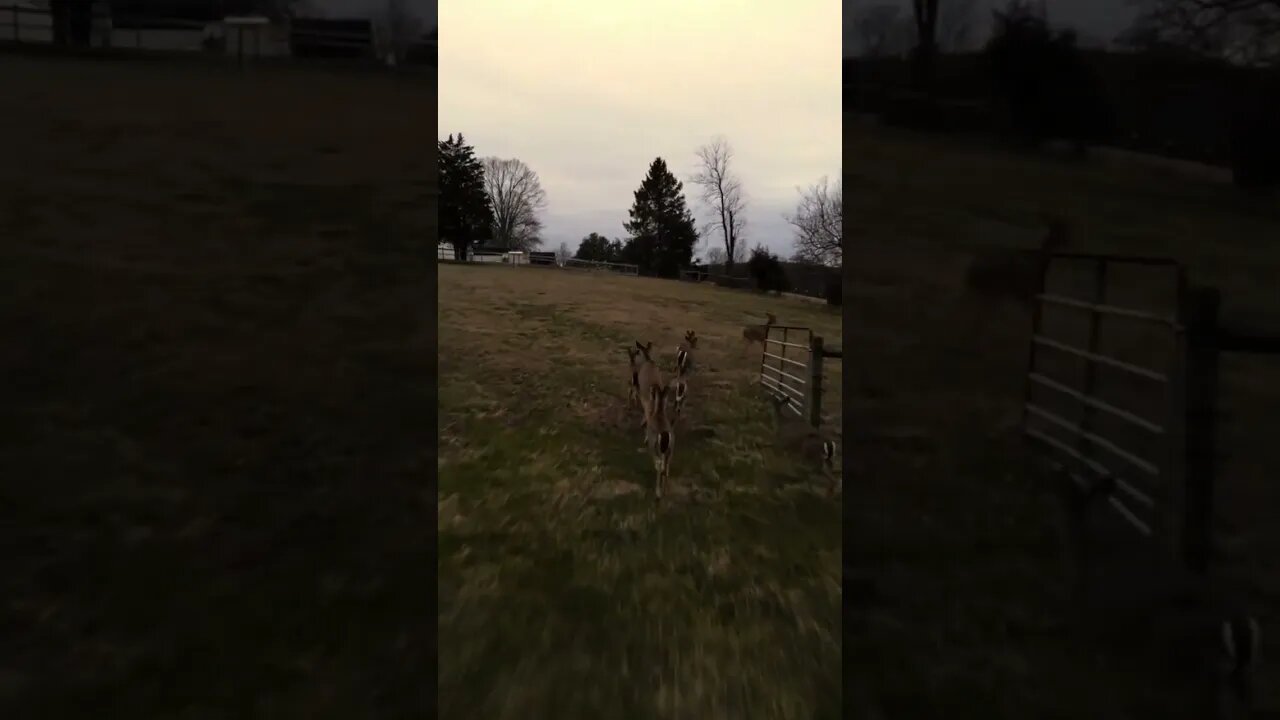 How a DJI Drone Became a Deer Herder. The Grass is always Greener!