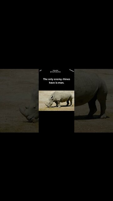 Poachers hunt rhinos for their horns #rhino #shorts