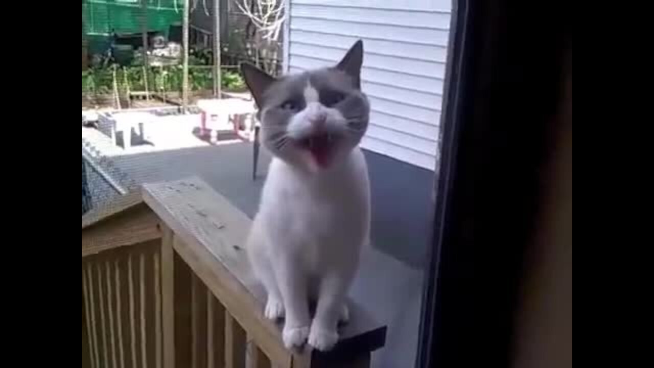 40 second cats funny video