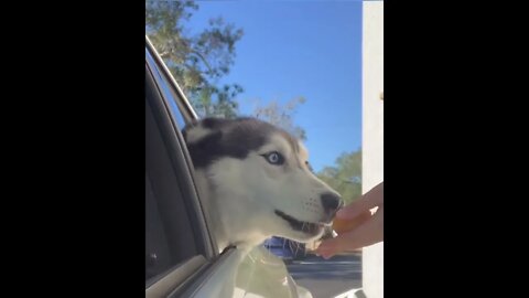 Caption this video | #Shorts #Animals #Dog