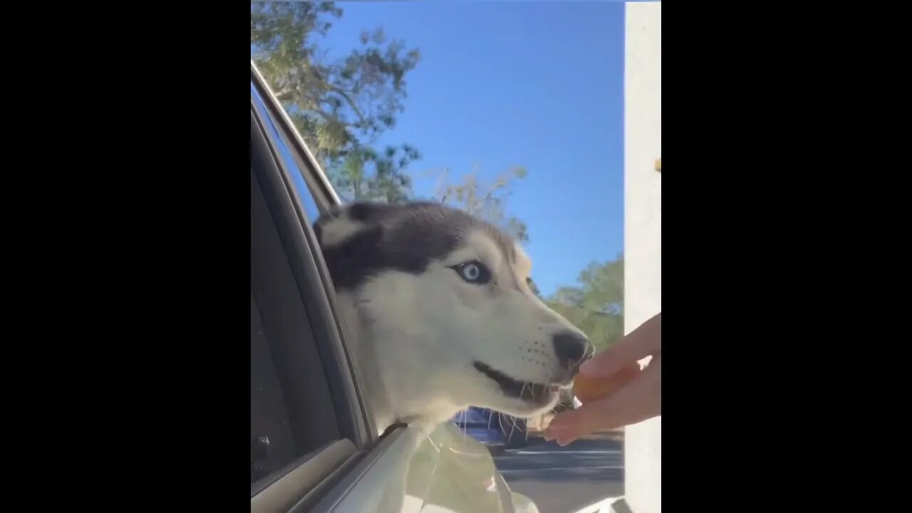 Caption this video | #Shorts #Animals #Dog