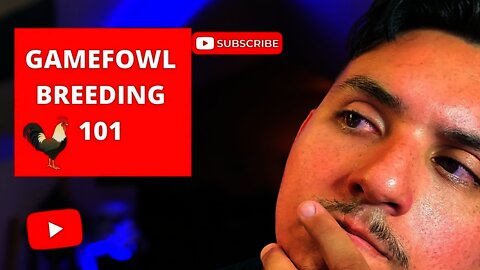 GAMEFOWL BREEDING 101: How to Make A Bloodline Your Own