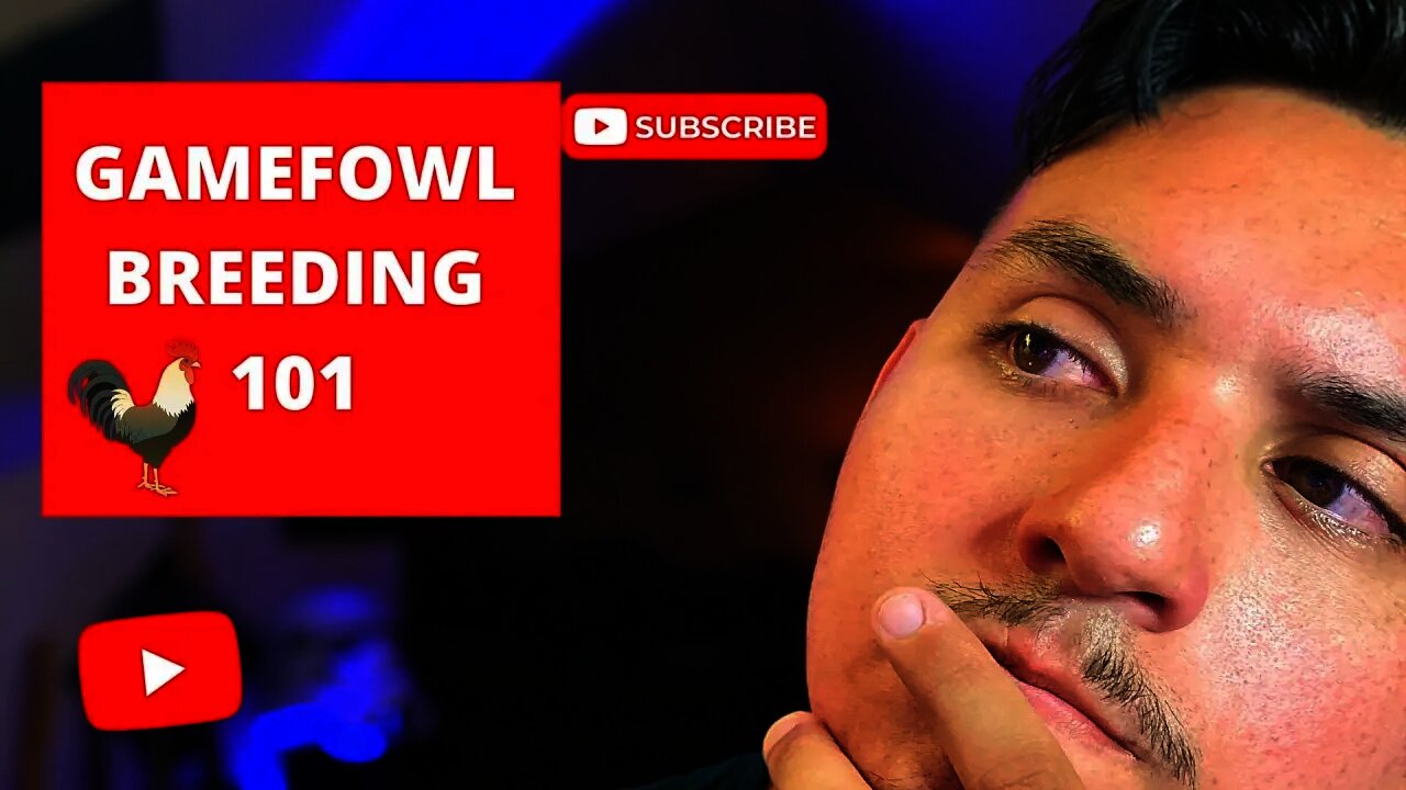 GAMEFOWL BREEDING 101: How to Make A Bloodline Your Own