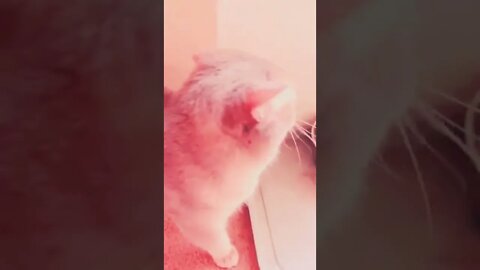 Cute Cat Hungry #cat #babycats