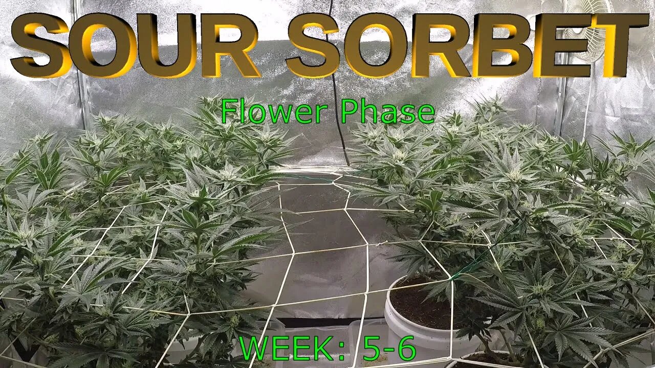 Sour Sorbet - Seed to Harvest TIME-LAPSE (EP3)