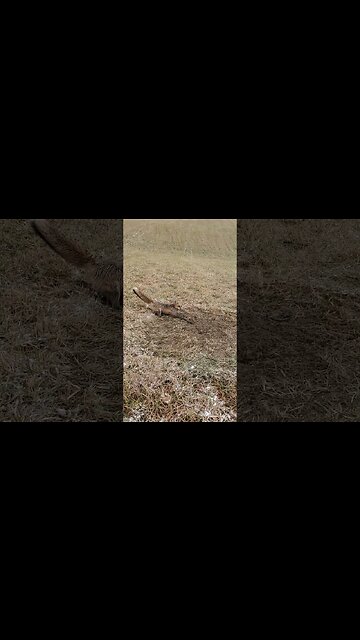 Cold Day Red Fox #trapper #trapping #redfox #duketraps