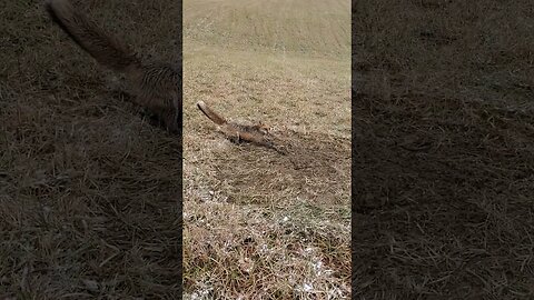 Cold Day Red Fox #trapper #trapping #redfox #duketraps