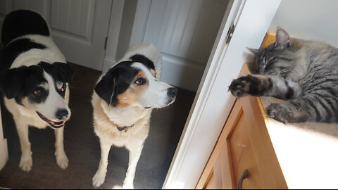 2 Dogs Stare At Cute Kitty Cat. For a Long, Long Time