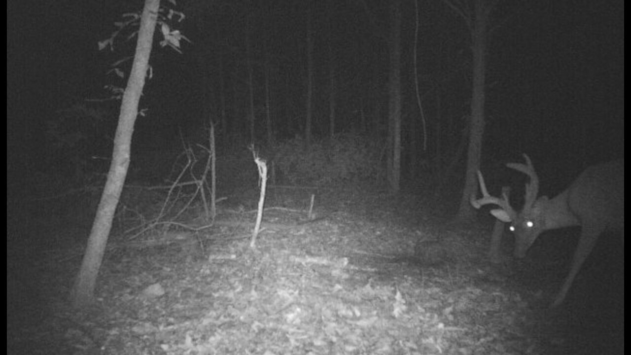 Trail camera footage