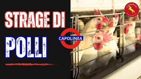 Strage di #polli #iowa #capolinea #lidentitario