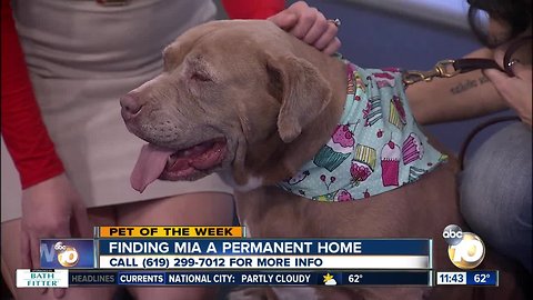 10News Pet of the Week: Mia