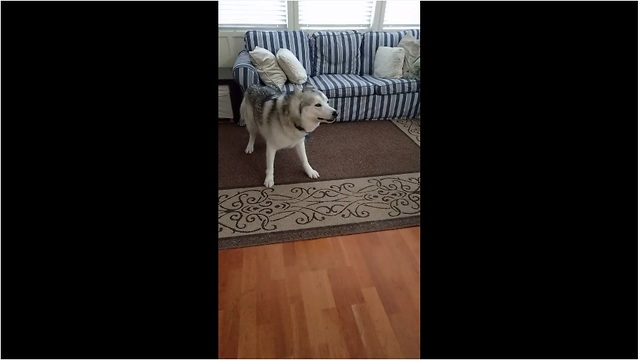 Husky has severe case of the zoomies