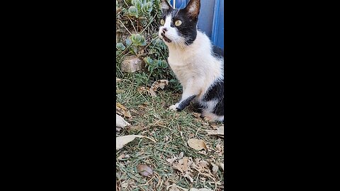 Diversão no Jardim