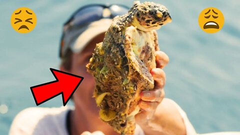 Sea Turtle Ask People For Help | Removing Tons Of Barnacles