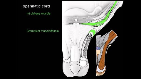 Inguinal canal & Spermatic cord